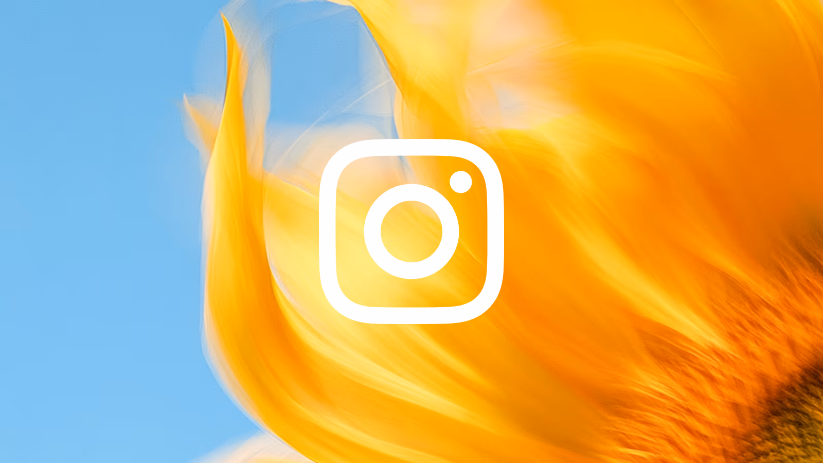 Sonnenblumen-Makro mit dem Instagram-Zeichen – Aufmacher des Kapitels