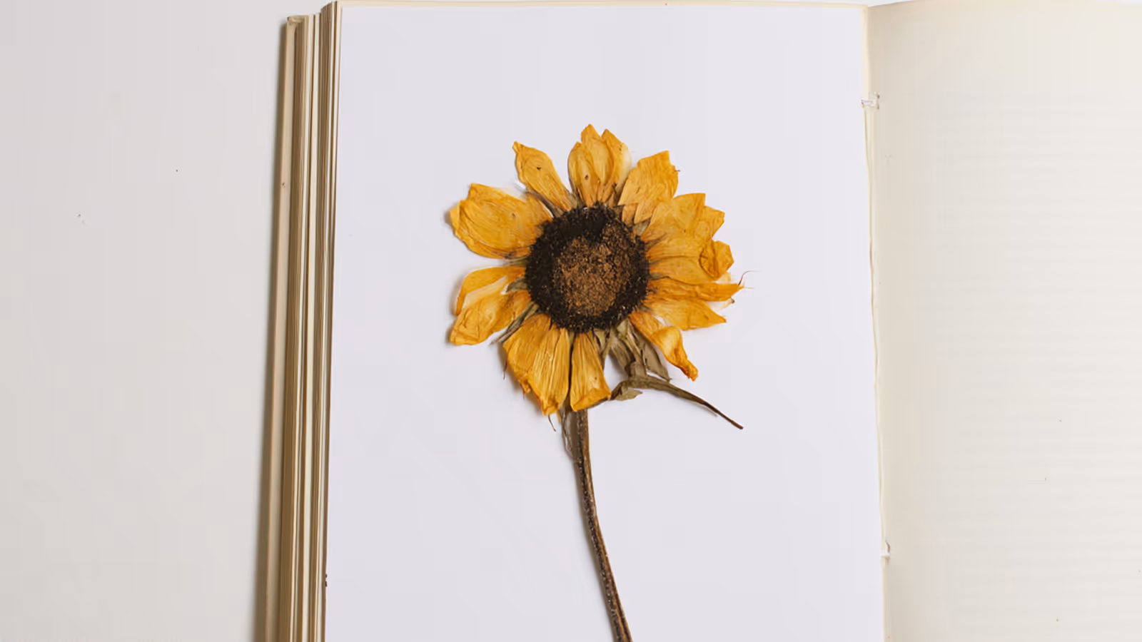 Eine gepresste Sonnenblume liegt auf der weißen Seite eines aufgeschlagenen Buches