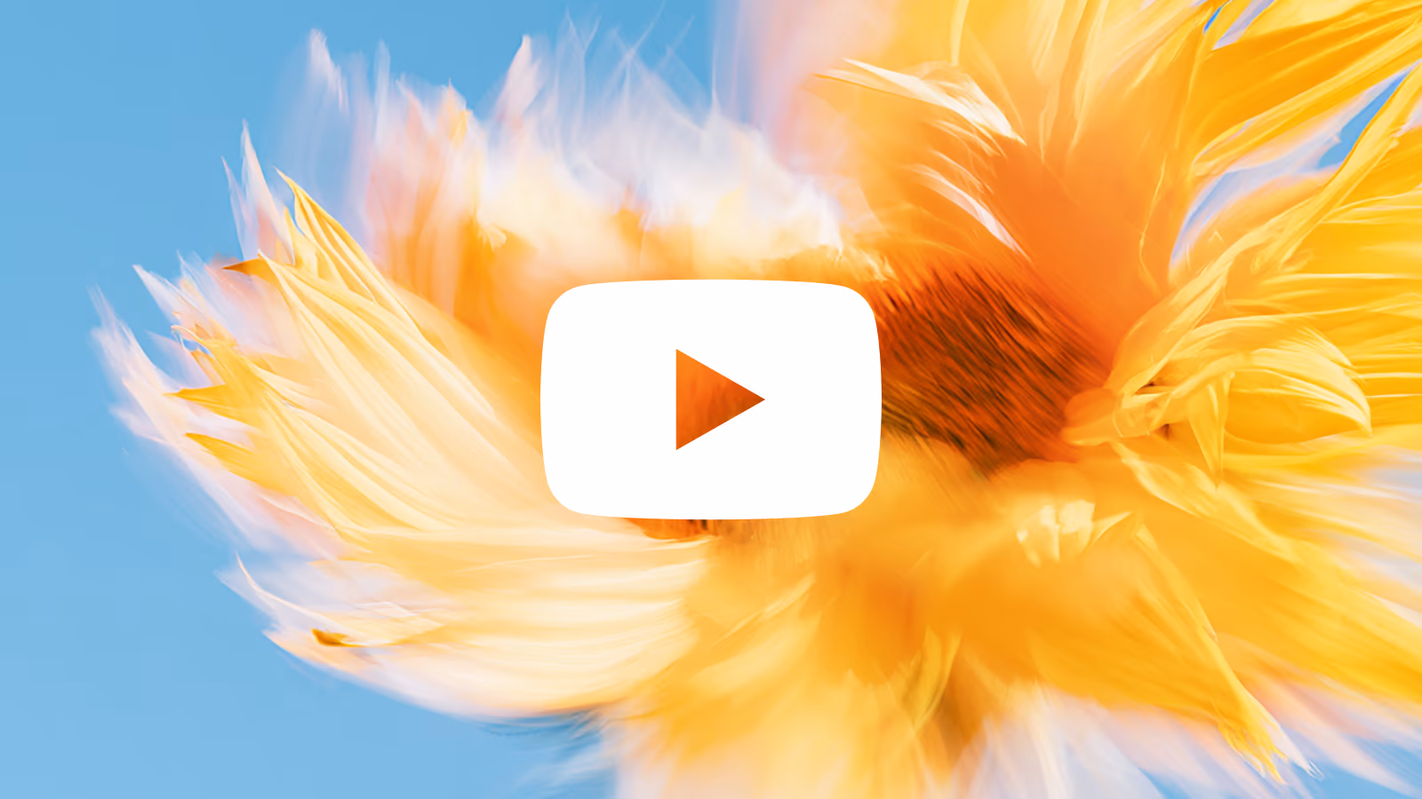 Sonnenblumen-Makro mit dem YouTube-Zeichen – Aufmacher des Kapitels
